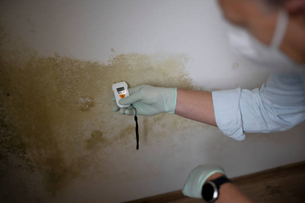 Best Mold Remediation for Healthcare Facilities  in Webster, FL